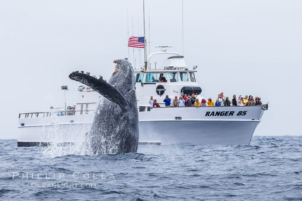 Humpback whale breaching, pectoral fin and rostrom visible. San Diego, California, USA, Megaptera novaeangliae, natural history stock photograph, photo id 27960