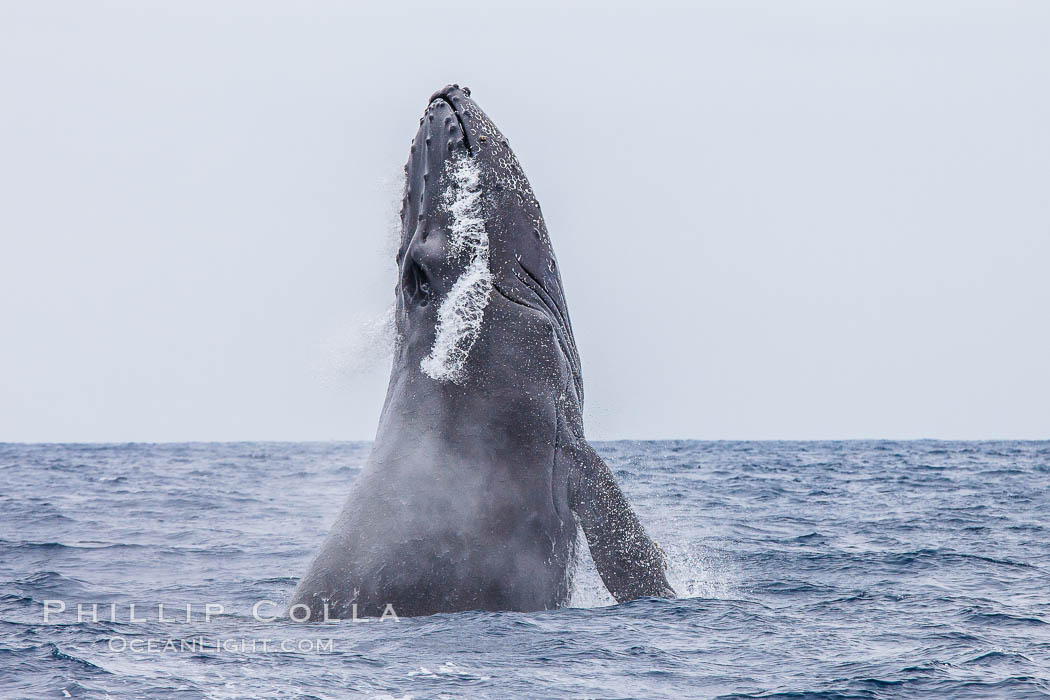 Humpback whale breaching, pectoral fin and rostrom visible. San Diego, California, USA, Megaptera novaeangliae, natural history stock photograph, photo id 27964