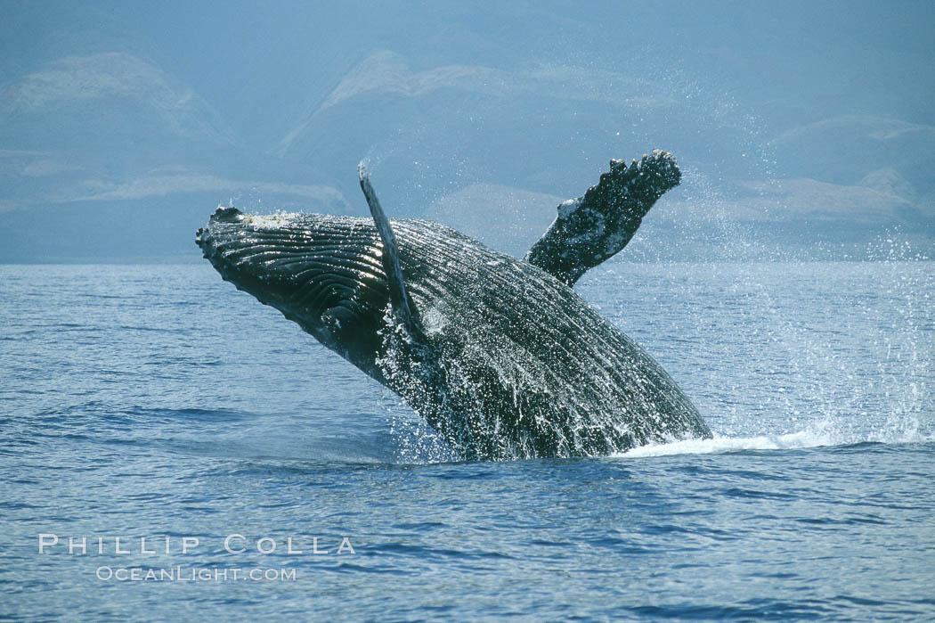 Humpback whale breaching. Maui, Hawaii, USA, Megaptera novaeangliae, natural history stock photograph, photo id 03855