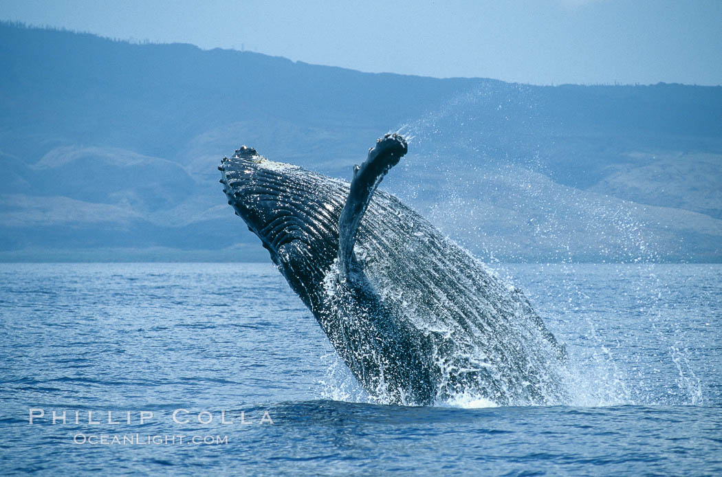 Humpback whale breaching. Maui, Hawaii, USA, Megaptera novaeangliae, natural history stock photograph, photo id 03875