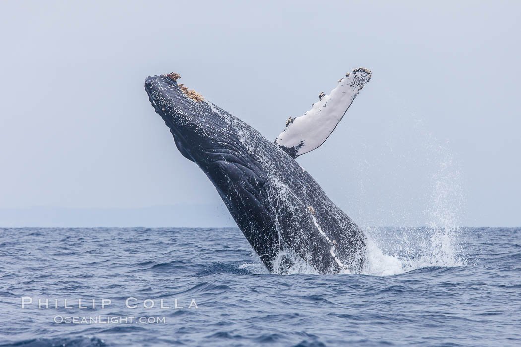 Humpback whale breaching, pectoral fin and rostrom visible. San Diego, California, USA, Megaptera novaeangliae, natural history stock photograph, photo id 27963