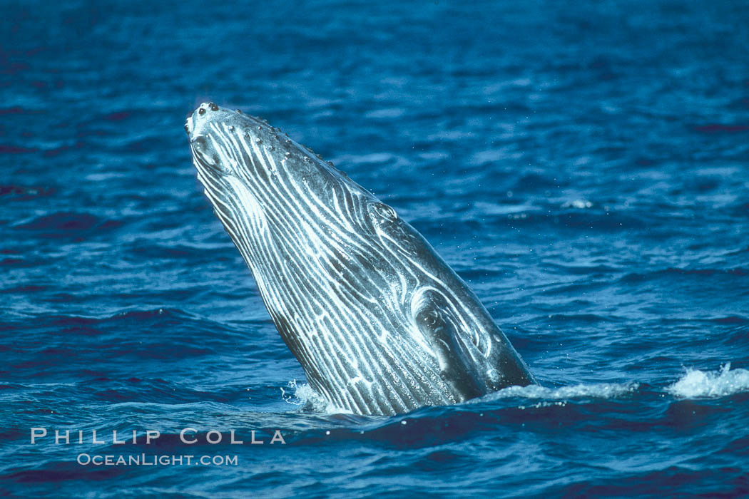 Humpback whale calf breaching. Maui, Hawaii, USA, Megaptera novaeangliae, natural history stock photograph, photo id 01445