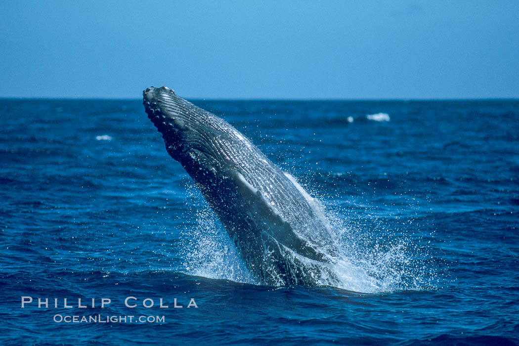 Humpback whale breaching. Maui, Hawaii, USA, Megaptera novaeangliae, natural history stock photograph, photo id 03921