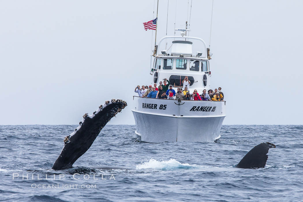 Humpback whale breaching, pectoral fin and rostrom visible. San Diego, California, USA, Megaptera novaeangliae, natural history stock photograph, photo id 27957