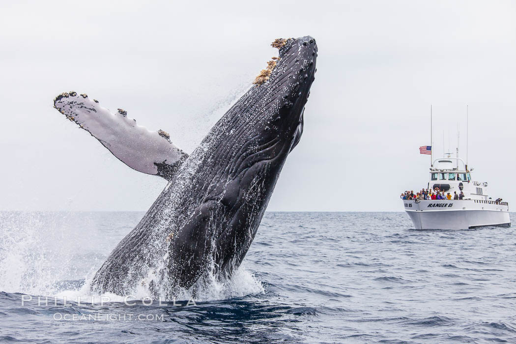 Humpback whale breaching, pectoral fin and rostrom visible. San Diego, California, USA, Megaptera novaeangliae, natural history stock photograph, photo id 27961