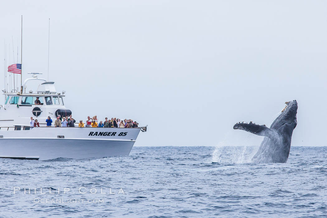 Humpback whale breaching, pectoral fin and rostrom visible. San Diego, California, USA, Megaptera novaeangliae, natural history stock photograph, photo id 27965