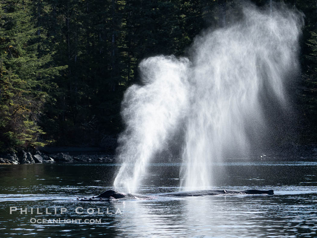 Humpback whale breath hanging in cold still air, Southeast Alaska. Sitka Sound, USA, Megaptera novaeangliae, natural history stock photograph, photo id 40964