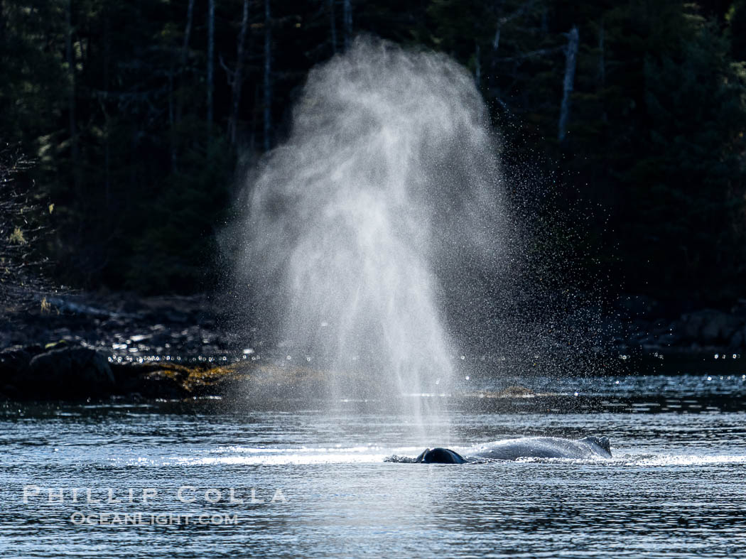 Humpback whale breath hanging in cold still air, Southeast Alaska. Sitka Sound, USA, Megaptera novaeangliae, natural history stock photograph, photo id 40965