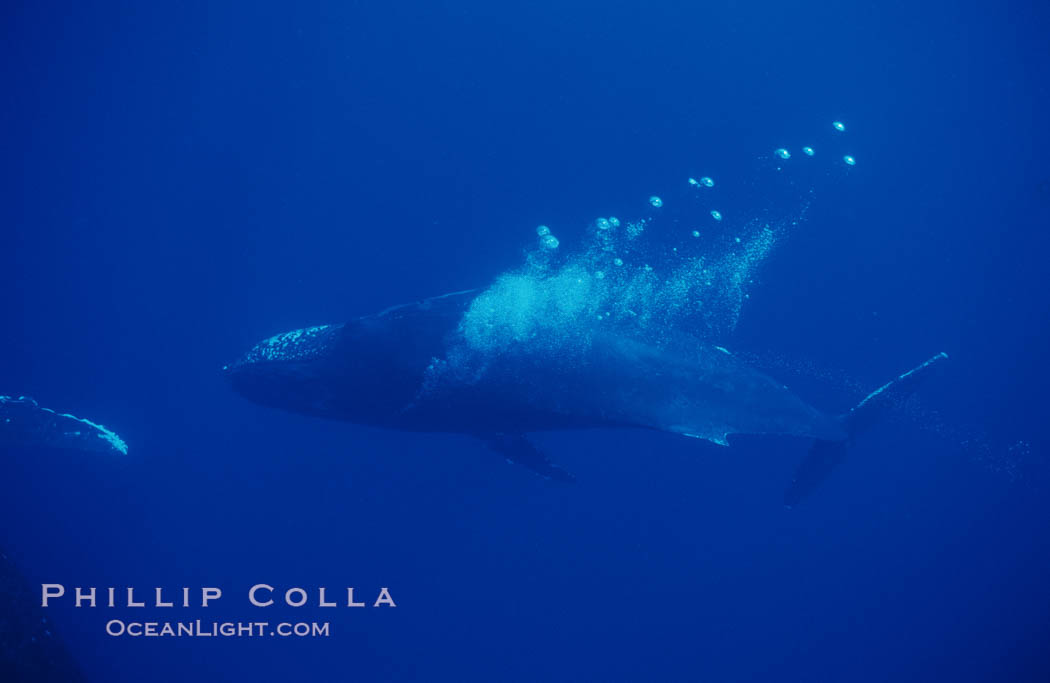 North Pacific humpback whale, bubble trailing. Maui, Hawaii, USA, Megaptera novaeangliae, natural history stock photograph, photo id 00362