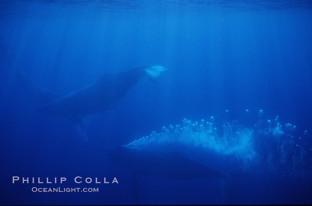 North Pacific humpback whale, active group w/ bubble trail. Maui, Hawaii, USA, Megaptera novaeangliae, natural history stock photograph, photo id 01222