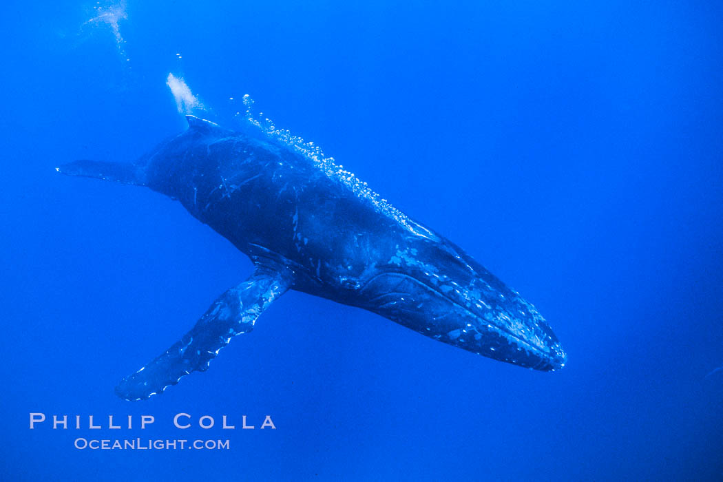 Humpback whale male escort emits a stream of bubbles during competitive group socializing.  The whale is swimming so fast that the bubbles pass back alongside the whale. Maui, Hawaii, USA, Megaptera novaeangliae, natural history stock photograph, photo id 02822