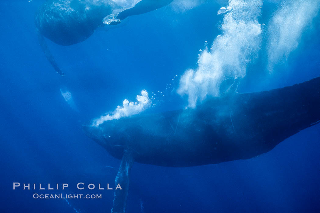 Primary escort male humpback whale bubble streaming during competitive group socializing.  This primary escort is swimming behind a female. The bubble curtain may be a form of intimidation towards other male escorts that are interested in the female. Maui, Hawaii, USA, Megaptera novaeangliae, natural history stock photograph, photo id 04430