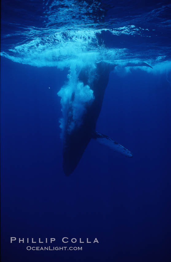 Humpback whale, releasing bubbles during steep dive. Maui, Hawaii, USA, Megaptera novaeangliae, natural history stock photograph, photo id 04494