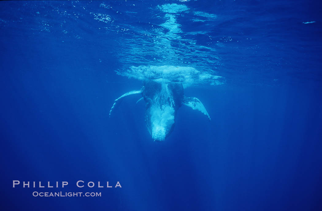 North Pacific humpback whale, male escort releases bubbles diving. Maui, Hawaii, USA, Megaptera novaeangliae, natural history stock photograph, photo id 05922