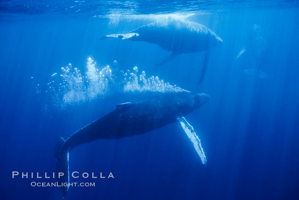 Adult male north Pacific humpback whale bubble streaming underwater in the midst of a competitive group.   The male escort humpback whale seen here is emitting a curtain of bubbles as it swims closely behind a female, .  The bubble curtain may be meant as warning or visual obstruction to other nearby males interested in the female. Maui, Hawaii, USA, Megaptera novaeangliae, natural history stock photograph, photo id 05998