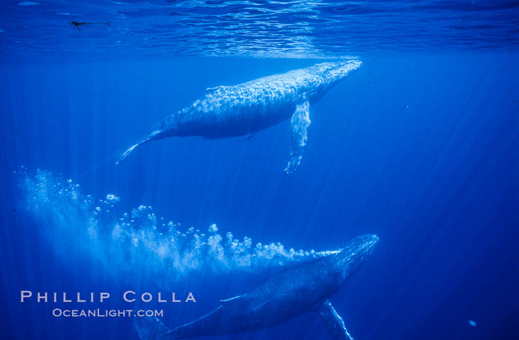 Adult male north Pacific humpback whale bubble streaming underwater in the midst of a competitive group.   The male escort humpback whale seen here is emitting a curtain of bubbles as it swims closely behind a female, .  The bubble curtain may be meant as warning or visual obstruction to other nearby males interested in the female. Maui, Hawaii, USA, Megaptera novaeangliae, natural history stock photograph, photo id 06034