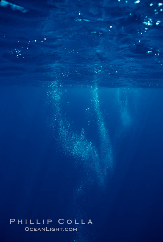 Bubble trail of North Pacific humpback whale. Maui, Hawaii, USA, Megaptera novaeangliae, natural history stock photograph, photo id 00168