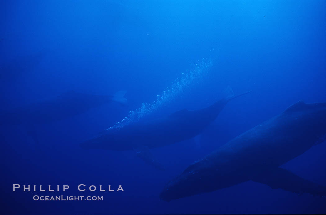 North Pacific humpback whale, active group w/ bubble trail. Maui, Hawaii, USA, Megaptera novaeangliae, natural history stock photograph, photo id 01216