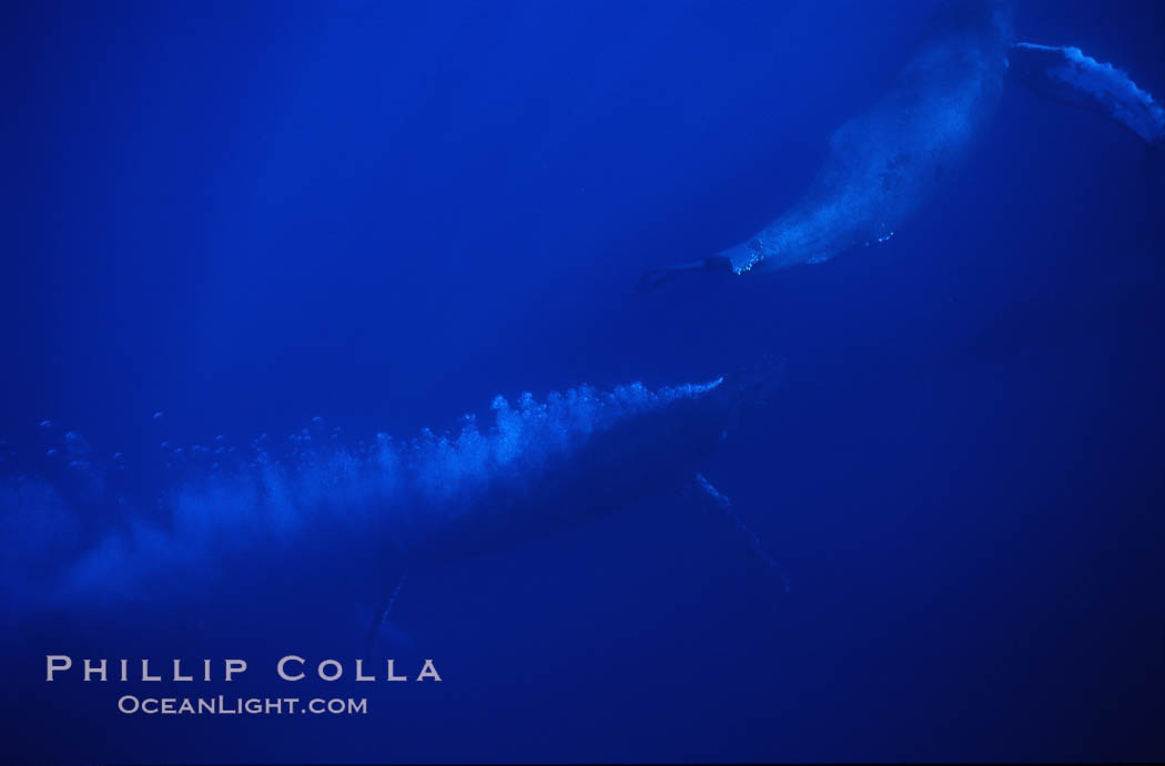 North Pacific humpback whale, escort bubble trailing. Maui, Hawaii, USA, Megaptera novaeangliae, natural history stock photograph, photo id 01232