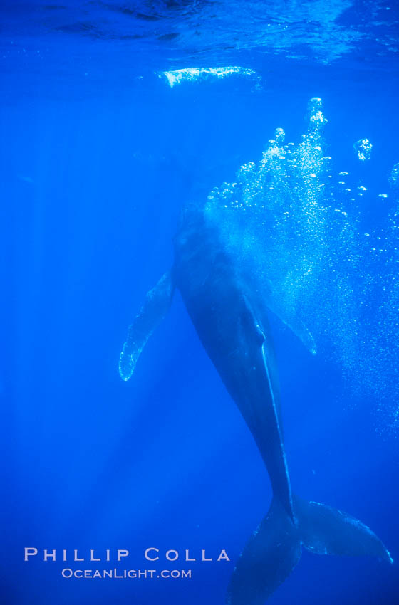 Male humpback whale bubble streaming underwater.  The male escort humpback whale seen here is emitting a curtain of bubbles as it swims behind a mother and calf (barely seen in the distance). Maui, Hawaii, USA, Megaptera novaeangliae, natural history stock photograph, photo id 04416