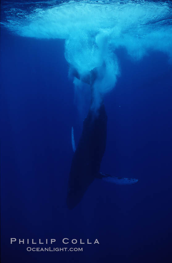 Humpback whale, releasing bubbles during steep dive. Maui, Hawaii, USA, Megaptera novaeangliae, natural history stock photograph, photo id 04496