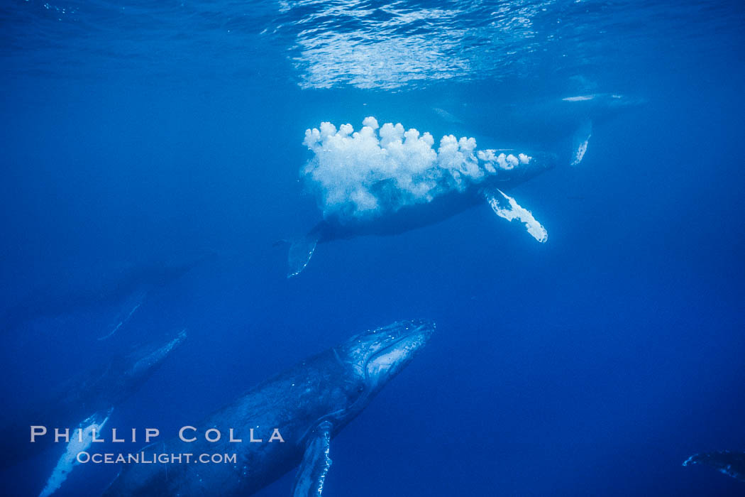 Male North Pacific humpback whale streams a trail of bubbles.  The primary male escort whale (center) creates a curtain of bubbles underwater as it swims behind a female (right), with other challenging males trailing behind in a competitive group.  The bubbles may be a form of intimidation from the primary escort towards the challenging escorts. Maui, Hawaii, USA, Megaptera novaeangliae, natural history stock photograph, photo id 04524