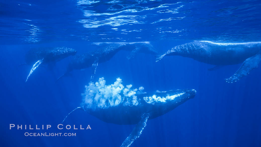 Image 05968, Male North Pacific humpback whale streams a trail of bubbles.  The primary male escort whale (center) creates a curtain of bubbles underwater as it swims behind a female (right), with other challenging males trailing behind in a competitive group.  The bubbles may be a form of intimidation from the primary escort towards the challenging escorts. Maui, Hawaii, USA, Megaptera novaeangliae, Phillip Colla / HWRF, all rights reserved worldwide. Keywords: action, active group, animal, balaenopteridae, behavior, bubble display, bubble streaming, bubbles, cetacea, cetacean, competitive rowdy group, courtship, endangered, endangered threatened species, exhalation, hawaii, hawaiian islands, hawaiian islands humpback whale national marine sanctuary, heat run, hump back whale, humpback, humpback whale, humpback whale bubble display, humpbacked whale, mammal, marine, marine mammal, maui, megaptera, megaptera novaeangliae, mysticete, mysticeti, national marine sanctuaries, nature, north pacific humpback whale, novaeangliae, ocean, oceans, pacific, research, rorqual, rowdy group, sea, social, underwater, underwater bubbles, usa, whale, whale behavior, whale bubble display, wildlife.   NOTE:  This photograph was taken during Hawaii Whale Research Foundation research activities conducted under NOAA/NMFS and State of Hawaii permit.   Its use is subject to certain restrictions.   Please contact the photographer for more information.