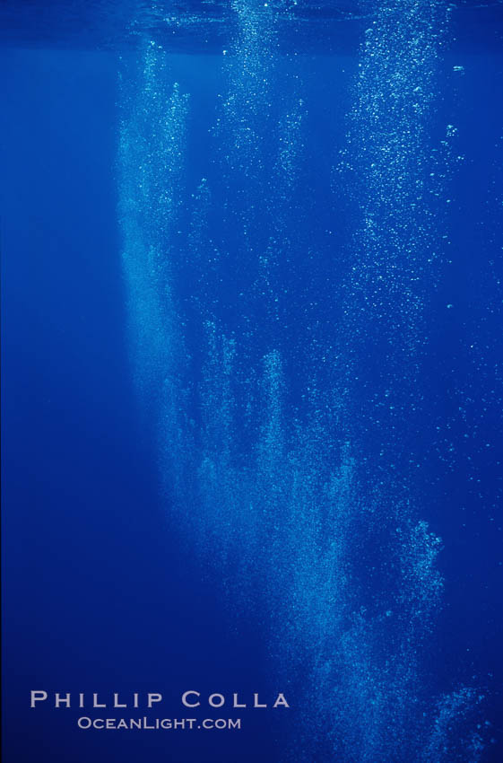 North Pacific humpback whale, bubble trail. Maui, Hawaii, USA, Megaptera novaeangliae, natural history stock photograph, photo id 01215