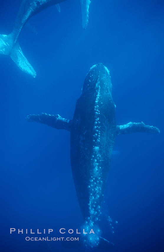 North Pacific humpback whale, escort bubble trailing. Maui, Hawaii, USA, Megaptera novaeangliae, natural history stock photograph, photo id 01231