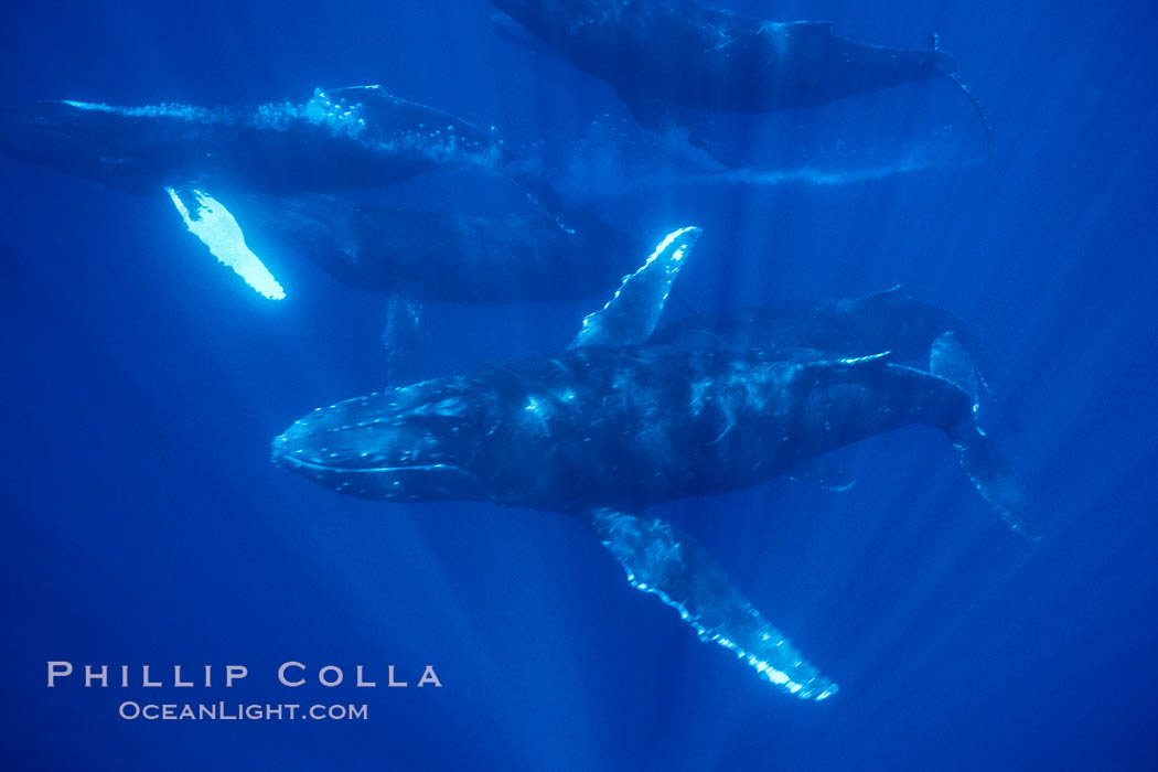 North Pacific humpback whale, competitive group with bubble streaming. Maui, Hawaii, USA, Megaptera novaeangliae, natural history stock photograph, photo id 02999