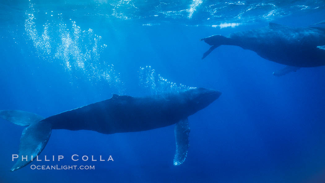 Adult male humpback whale bubble streaming underwater.  The male escort humpback whale seen here is emitting a curtain of bubbles as it swims behind a female during competitive group activities.  The bubble curtain may be meant as warning or visual obstruction to other nearby male whales interested in the female. Maui, Hawaii, USA, Megaptera novaeangliae, natural history stock photograph, photo id 04443