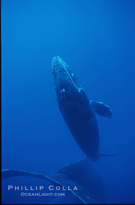 Humpback whale calf, releasing bubbles. Maui, Hawaii, USA, Megaptera novaeangliae, natural history stock photograph, photo id 04531
