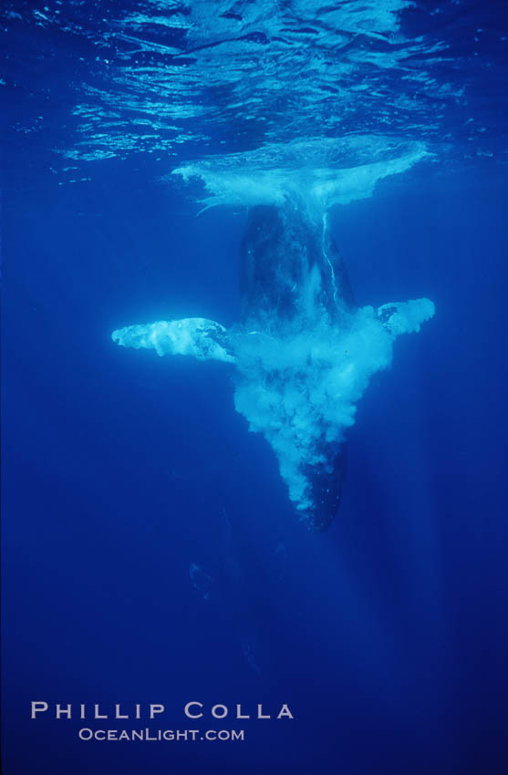 North Pacific humpback whale, male escort releases bubbles diving. Maui, Hawaii, USA, Megaptera novaeangliae, natural history stock photograph, photo id 05923