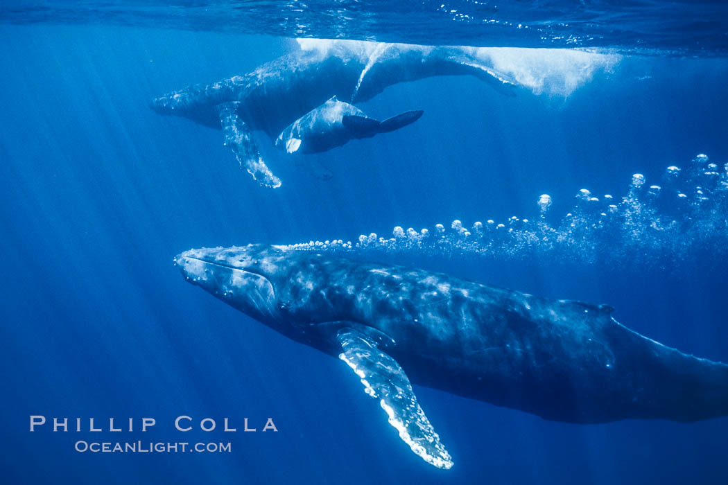 Adult male humpback whale bubble streaming underwater.  The male escort humpback whale seen here is emitting a curtain of bubbles as it swims behind a mother and calf.  The bubble curtain may be meant as warning or visual obstruction to other nearby male whales interested in the mother. Maui, Hawaii, USA, Megaptera novaeangliae, natural history stock photograph, photo id 05927