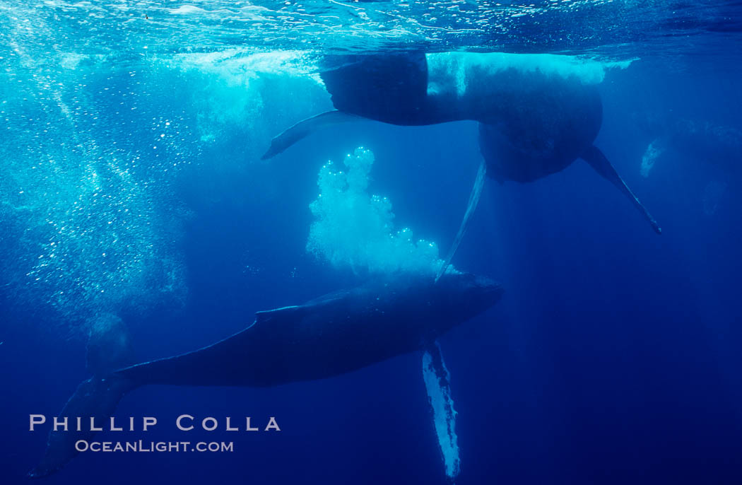 North Pacific humpback whale, primary escort bubble trails alongside female amid competitive group. Maui, Hawaii, USA, Megaptera novaeangliae, natural history stock photograph, photo id 06003