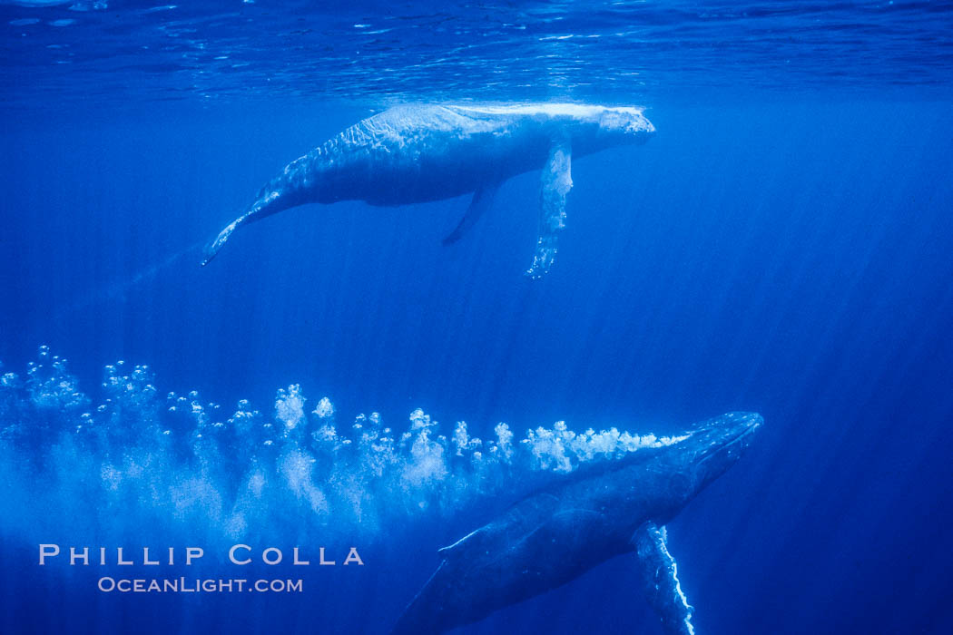 Adult male north Pacific humpback whale bubble streaming underwater in the midst of a competitive group.   The male escort humpback whale seen here is emitting a curtain of bubbles as it swims closely behind a female, .  The bubble curtain may be meant as warning or visual obstruction to other nearby males interested in the female. Maui, Hawaii, USA, Megaptera novaeangliae, natural history stock photograph, photo id 06035