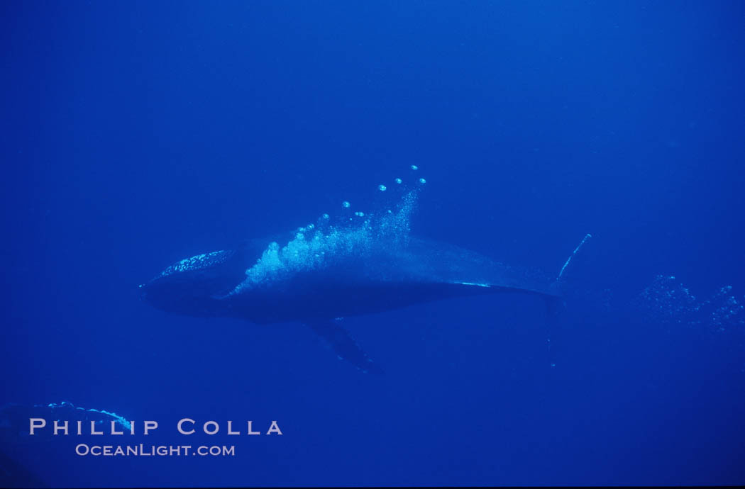 North Pacific humpback whale, bubble trailing. Maui, Hawaii, USA, Megaptera novaeangliae, natural history stock photograph, photo id 00361