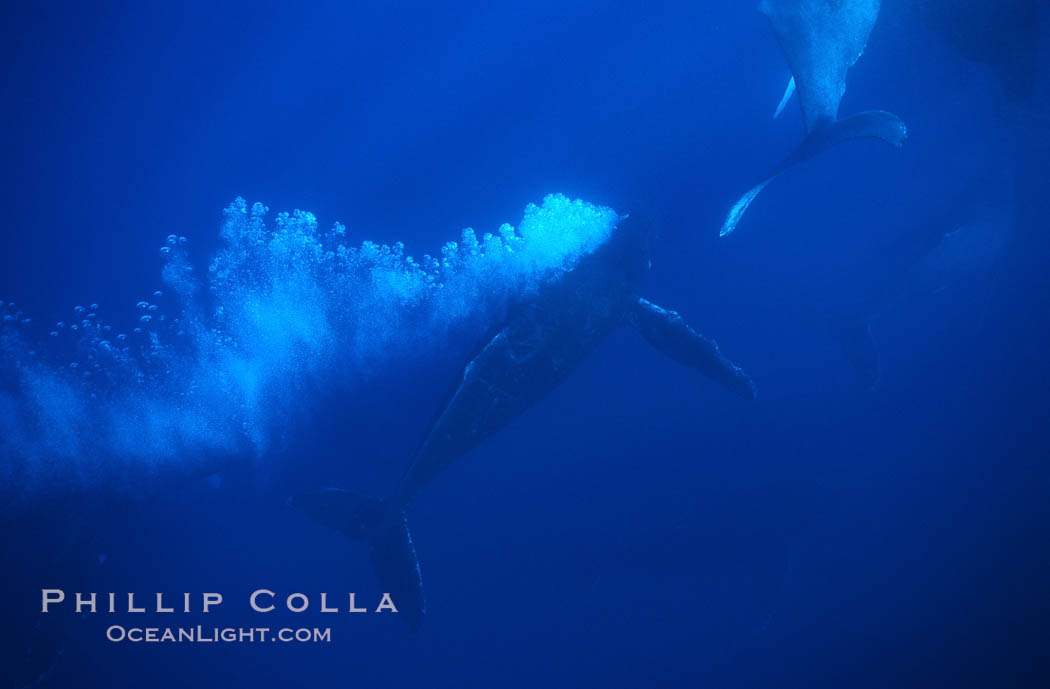 North Pacific humpback whale, escort bubble trailing. Maui, Hawaii, USA, Megaptera novaeangliae, natural history stock photograph, photo id 01233