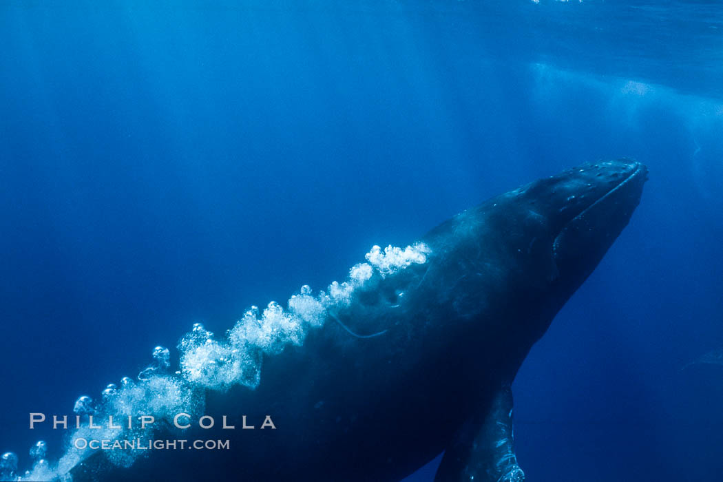 Male humpback whale emits an underwater stream of bubbles as it swims quickly during competitive group activities. Maui, Hawaii, USA, Megaptera novaeangliae, natural history stock photograph, photo id 04421