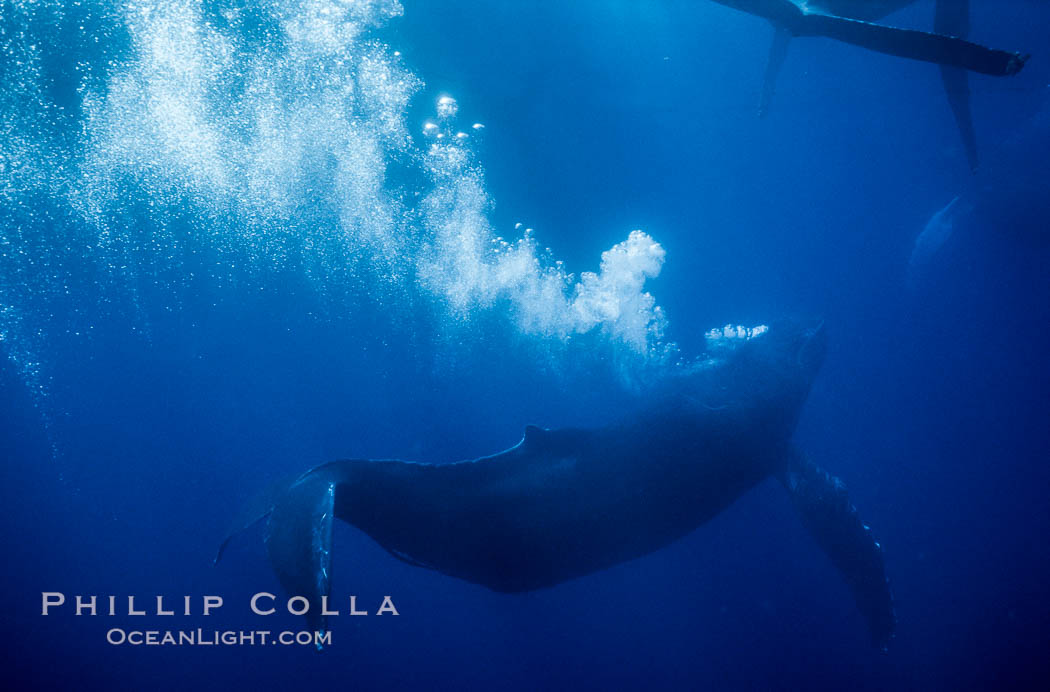 Primary escort male humpback whale bubble streaming during competitive group socializing.  This primary escort is swimming behind a female. The bubble curtain may be a form of intimidation towards other male escorts that are interested in the female. Maui, Hawaii, USA, Megaptera novaeangliae, natural history stock photograph, photo id 04425