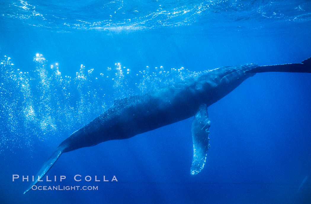 Adult male humpback whale bubble streaming underwater.  The male escort humpback whale seen here is emitting a curtain of bubbles as it swims behind a female during competitive group activities.  The bubble curtain may be meant as warning or visual obstruction to other nearby male whales interested in the female. Maui, Hawaii, USA, Megaptera novaeangliae, natural history stock photograph, photo id 04445