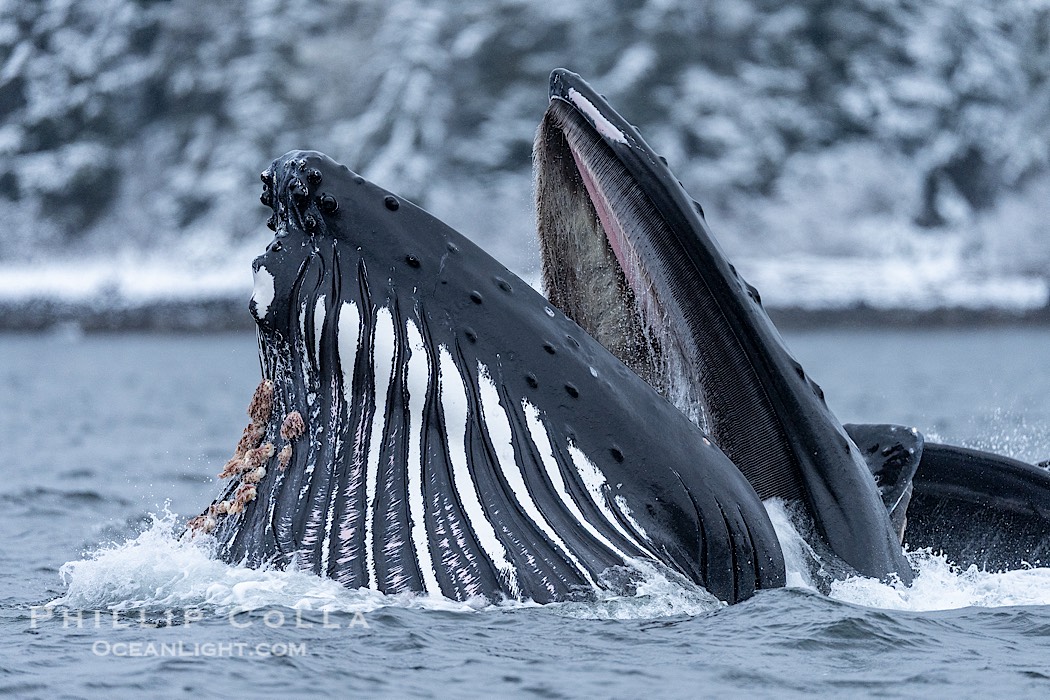 Humpback whale surfaces during coordinated bubble-net feeding in Southeast Alaska. The whales use bubbles, sound, and movement to corral fish before capturing them in their open mouths., Megaptera novaeangliae, natural history stock photograph, photo id 41582