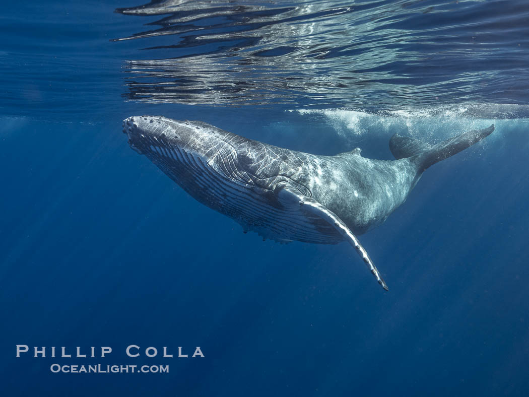 Humpback whale calf swims up to the camera, offshore of Moorea, French Polynesia., Megaptera novaeangliae, natural history stock photograph, photo id 41390