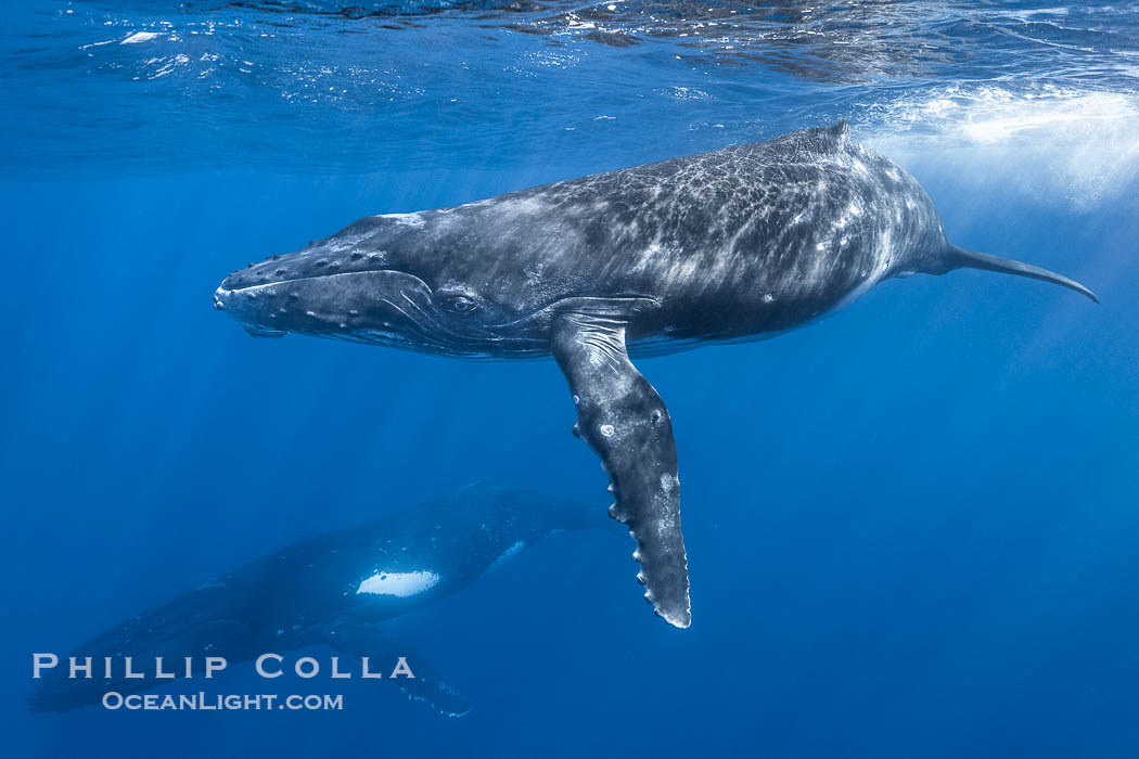 Humpback whale calf swims up to the camera, offshore of Moorea, French Polynesia., Megaptera novaeangliae, natural history stock photograph, photo id 41411