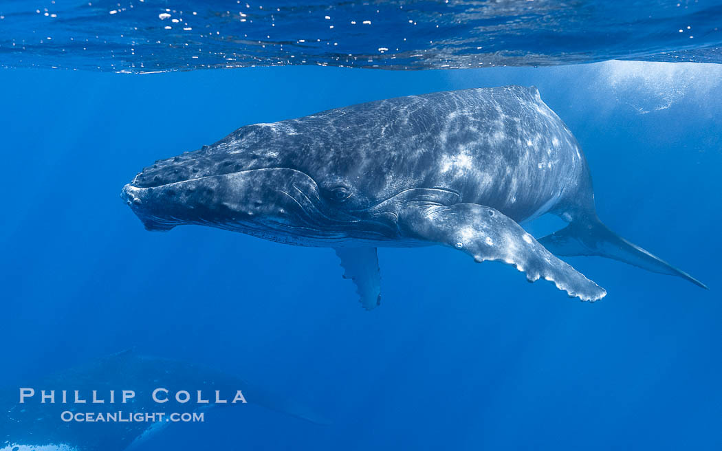 Humpback whale calf swims up to the camera, offshore of Moorea, French Polynesia., Megaptera novaeangliae, natural history stock photograph, photo id 41365