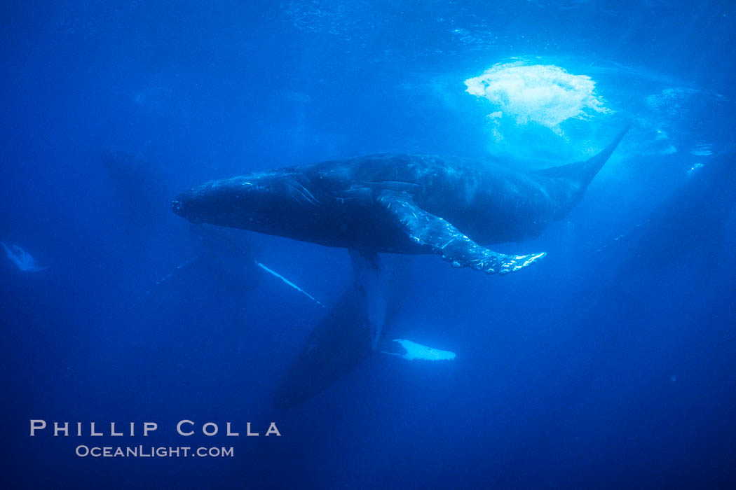 Humpback Whale Competitive Group, Megaptera novaeangliae