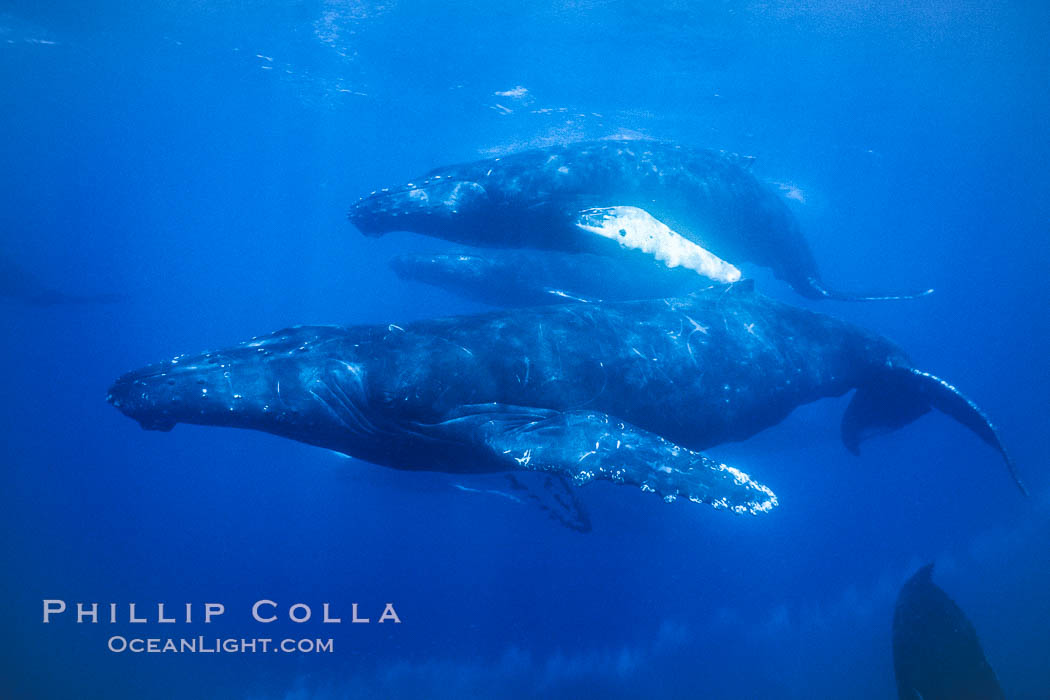 Humpback whale competitive group, several adult male escort whales swimming closely together as part of a larger competitive group. Maui, Hawaii, USA, Megaptera novaeangliae, natural history stock photograph, photo id 02862