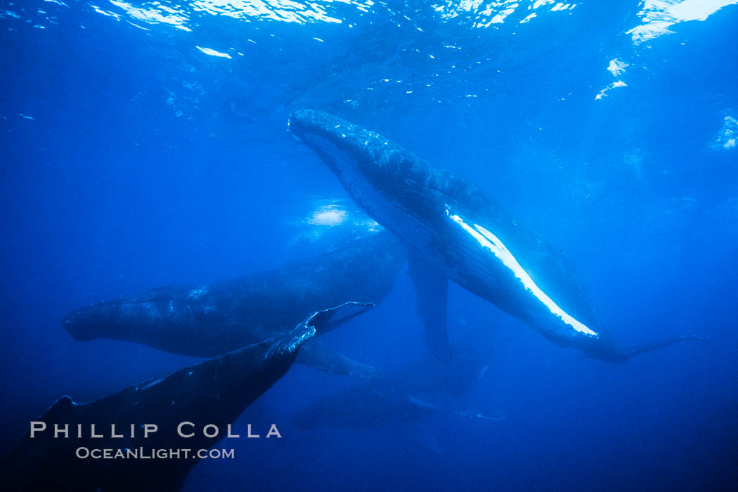 Humpback whale competitive group, several adult male escort whales swimming closely together as part of a larger competitive group. Maui, Hawaii, USA, Megaptera novaeangliae, natural history stock photograph, photo id 02870