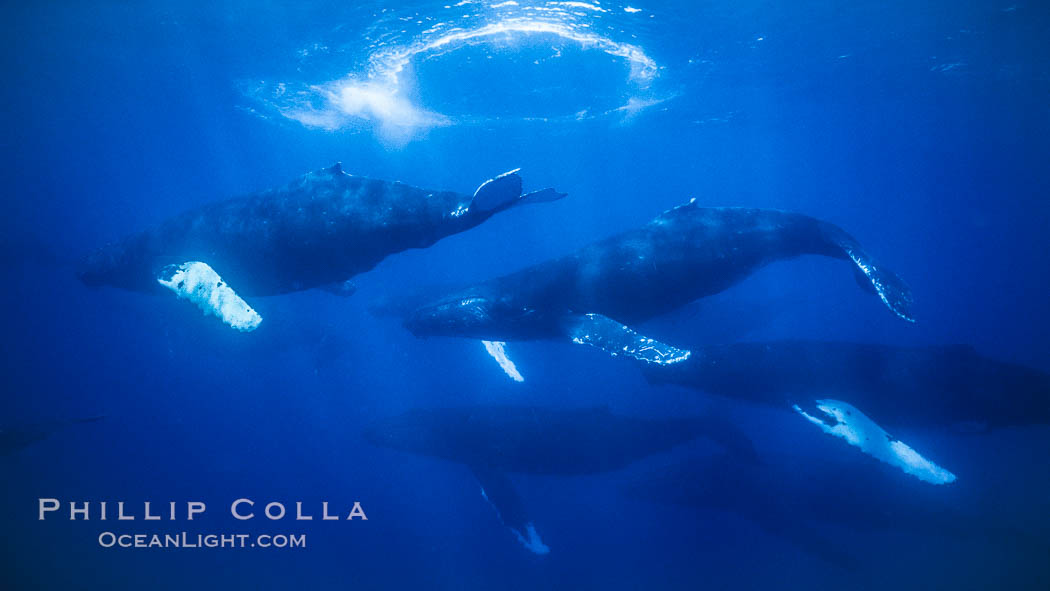 Humpback whale competitive group, several adult male escort whales swimming closely together as part of a larger competitive group. Maui, Hawaii, USA, Megaptera novaeangliae, natural history stock photograph, photo id 02864