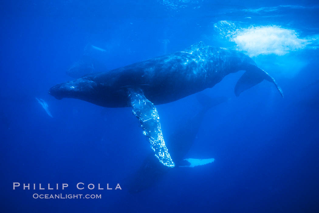 Male humpback whale slowing/maneuving amid competitive group. Maui, Hawaii, USA, Megaptera novaeangliae, natural history stock photograph, photo id 02859